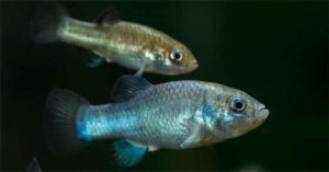 Các nhà khoa học đã tìm ra cách để ngăn loài cá hiếm nhất thế giới khỏi sự tuyệt chủng