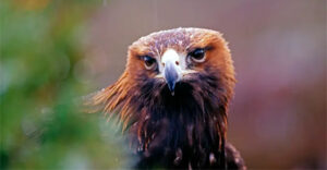 Động vật nhìn thế giới như thế nào?