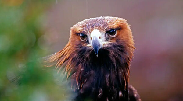 Động vật nhìn thế giới như thế nào?