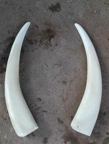 Những khám phá cực hay ho về loài voi khổng lồ