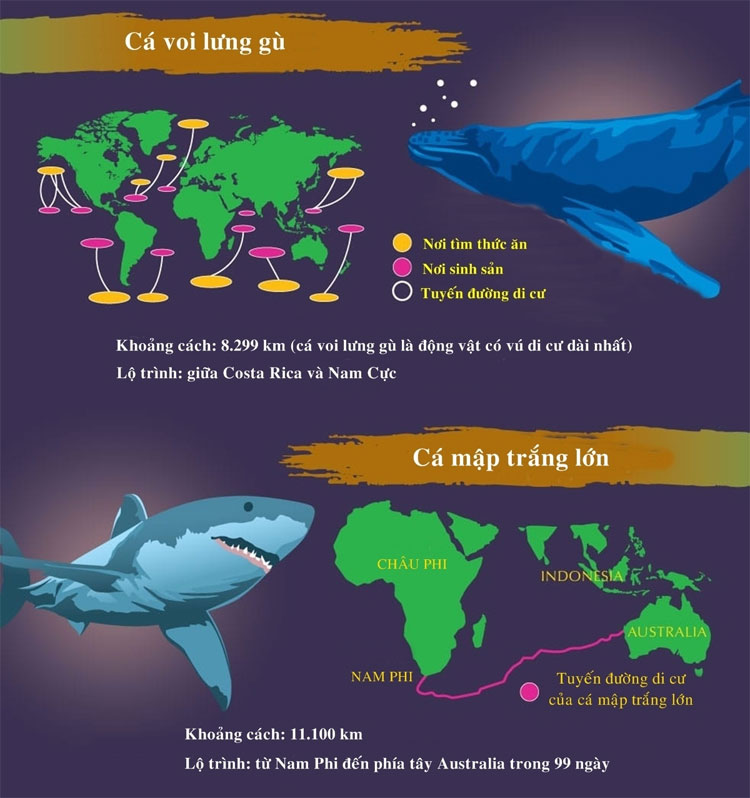 Cá mập trắng lớn có tuyến đường di cư từ Nam Phi đến Tây Australia trong 99 ngày.