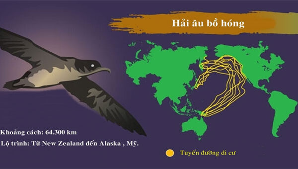 Những loài động vật di cư dài nhất trong tự nhiên