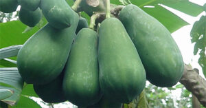 Những tác dụng phụ đáng sợ khi ăn đu đủ, nhiều người không biết vẫn vô tư ăn