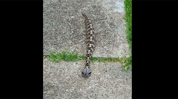 “Bộ xương di động như một con sâu” này lại chính là sinh vật cực độc ở châu Phi