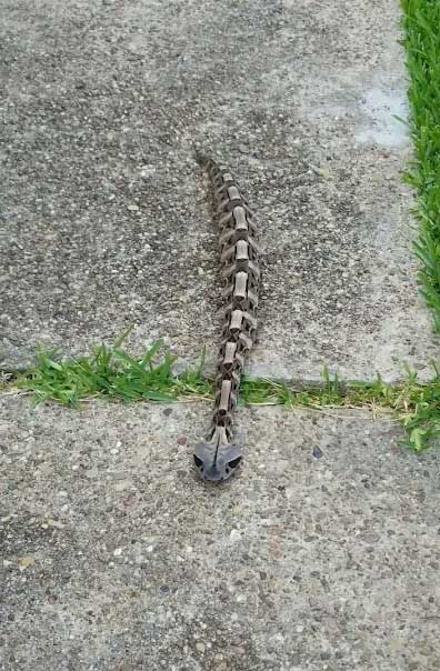 Rắn hổ lục Gaboon.