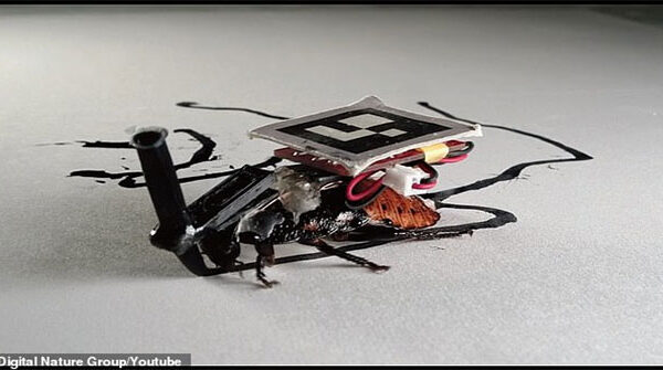 Các nhà khoa học Nhật cấy ghép máy móc vào gián, bắt chúng phải phục vụ con người