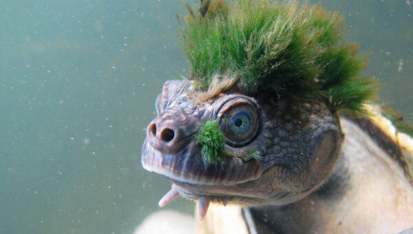 Loài rùa tóc xanh “gấu” nhất mạng xã hội này sắp tuyệt chủng