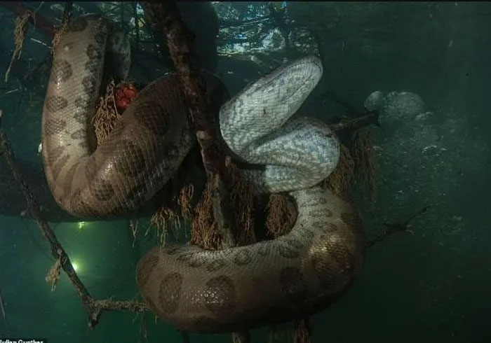 Vùng đất ngập nước Nam Mỹ là nơi sinh sống của nhiều trăn khổng lồ