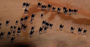 Bức ảnh gây tranh cãi “cõi mạng” Thổ Nhĩ Kỳ: Màu trắng dưới chân con lạc đà là gì?