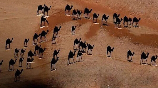 Bức ảnh gây tranh cãi “cõi mạng” Thổ Nhĩ Kỳ: Màu trắng dưới chân con lạc đà là gì?