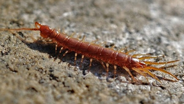 Cách xử lý khi bị rết cắn