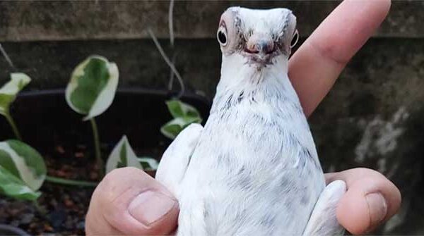 Loài bồ câu quý hiếm có vẻ ngoài giống như người ngoài hành tinh