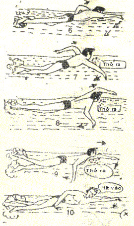 Chú ý là khi mới tập bơi thì bạn chỉ nên bơi qua lại theo chiều ngang bể bơi để tránh đuối sức.