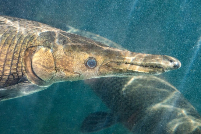 Cá sấu mõm dài từng là một loài cá cảnh ở Trung Quốc.