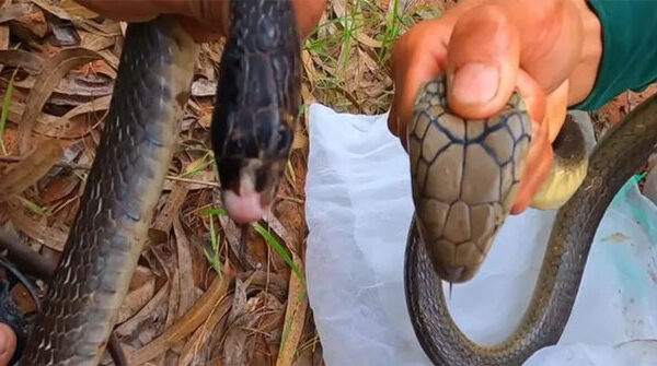 Cách phân biệt rắn hổ mang chúa, hổ mang thường và hổ trâu