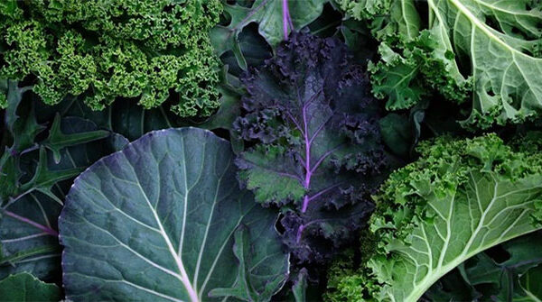 Chuyên gia sốc vì phát hiện hóa chất cực độc trong cải xoăn