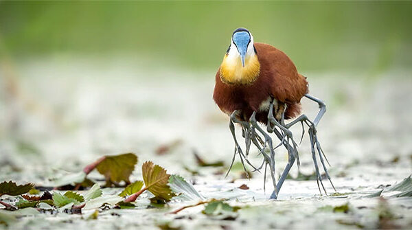 Jacana – loài chim kỳ lạ có “nhiều chân”