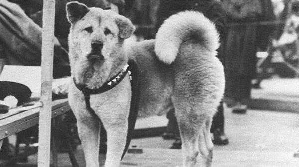 Những chuyện ít người biết về Hachiko – chú chó đứng ở sân ga 10 năm đợi chủ