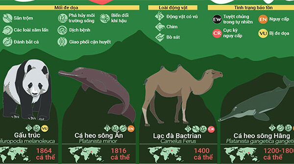 32 loài động vật sắp tuyệt chủng, 9 trong số đó chỉ còn dưới 100 cá thể