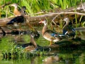“Chạy đua vũ trang” ở cơ quan sinh dục của vịt