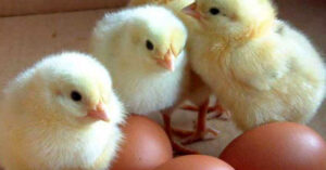 Đáp án của các nhà khoa học: Gà có trước trứng!