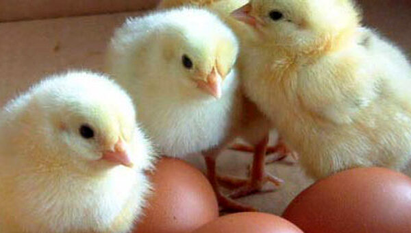 Đáp án của các nhà khoa học: Gà có trước trứng!