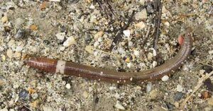 Những con “giun điên” oanh tạc rừng của 15 bang Mỹ