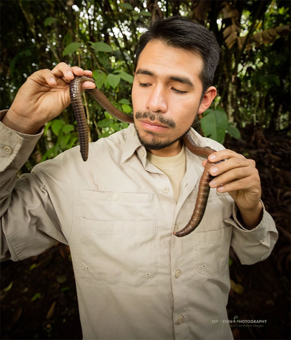 Loài giun này sống ở nơi đất giàu chất dinh dưỡng và thảm thực vật dày đặc.