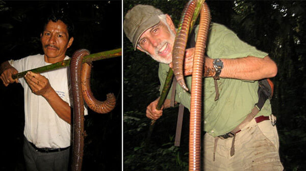 Bí ẩn về loài giun Ecuador, dù là giun đất nhưng lại to bằng con rắn