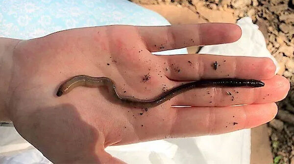 Cận cảnh loài giun từ châu Á đang khiến cả nước Mỹ “đau đầu”