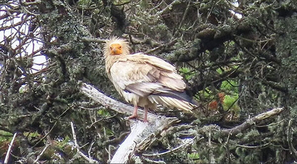 Đang vào rừng ngắm cây, người đàn ông bất ngờ gặp “chim thần” 155 năm mới xuất hiện