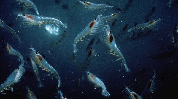 Trung Quốc vô tình phát hiện “mỏ vàng giấu dưới biển sâu”: Trữ lượng khủng có thể nuôi sống 1,4 tỷ người