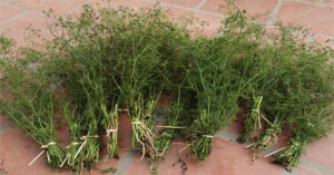 Tìm hiểu về tục tắm lá mùi chiều 30 Tết