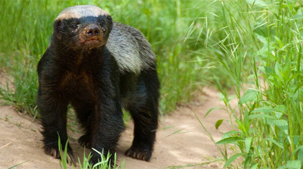 Lửng mật – trùm giang hồ đồng cỏ, vua cà khịa, ông hoàng liều lĩnh, chúa tể “bất cần đời”!