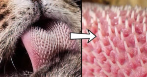 Cận cảnh chiếc lưỡi đầy “gai nhọn” của loài hổ, cuối cùng ta cũng hiểu tại sao chúng được gọi là chúa tể rừng xanh