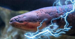 Lươn điện phóng ra điện áp 860 volt, liệu chúng có thể giật điện cá sấu và làm choáng người lớn không?