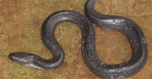 Phát hiện loài rắn mới tại Đăk Nông, Việt Nam