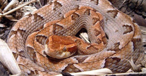 Rắn chàm quạp cực độc nhưng dễ bị nhầm lẫn với sinh vật này: Cách phân biệt nhanh, rất dễ!