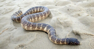 Điểm danh những loài rắn biển có nọc độc cực mạnh ở Việt Nam