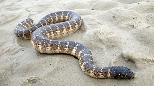 Điểm danh những loài rắn biển có nọc độc cực mạnh ở Việt Nam