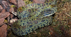 4 loài rắn cực độc được tìm thấy nhiều nhất ở Fansipan