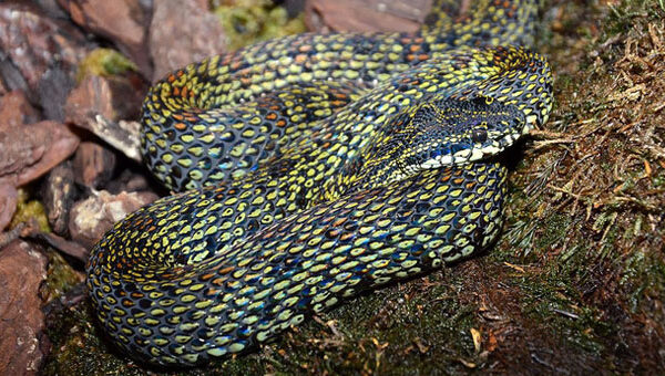 4 loài rắn cực độc được tìm thấy nhiều nhất ở Fansipan