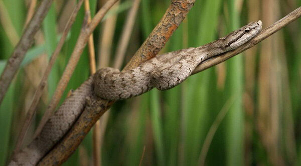 “Lãnh địa” loài rắn độc ở Trung Quốc chứa 20.000 con: Nếu thả 2 con lửng mật vào thì chuyện gì sẽ xảy ra?
