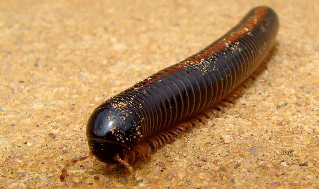 Rết khổng lồ châu Phi