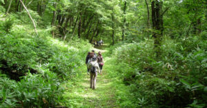 Shinrin-yoku: Cách người Nhật dùng thiên nhiên chữa bệnh