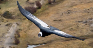 Thần ưng Andes – Loài chim có thể bay 5 tiếng không cần vỗ cánh