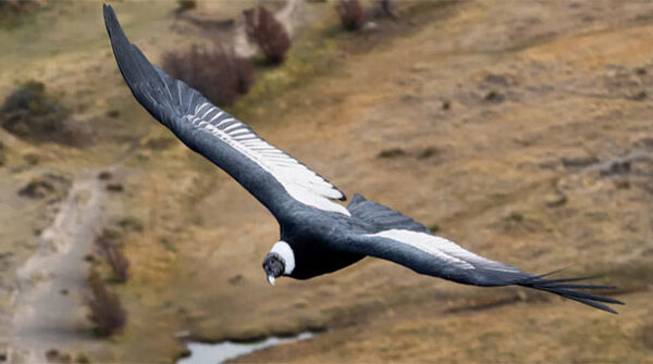 Thần ưng Andes – Loài chim có thể bay 5 tiếng không cần vỗ cánh