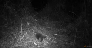 Loài động vật tưởng đã tuyệt chủng bất ngờ được tìm thấy