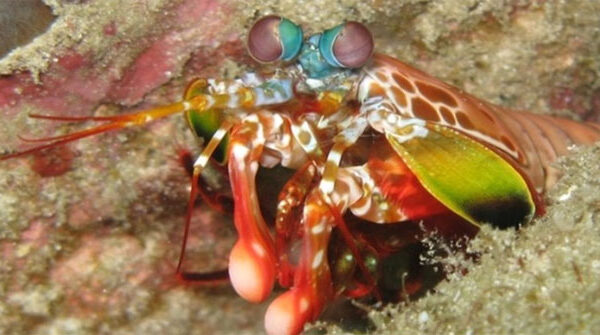 Những cặp mắt dị thường của động vật (II)