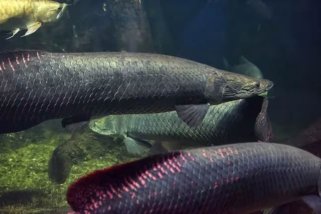 ca-arapaima-1 Lớp trong của vảy cá Arapaima rất cứng và linh hoạt.